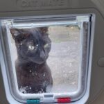 Catflap